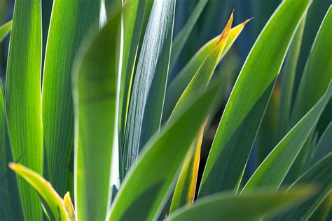 Image Libre Cologie Feuillage Feuilles Vertes Yucca Feuille