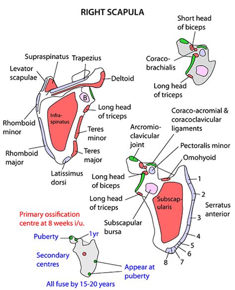 17 Muscles Of The Scapula