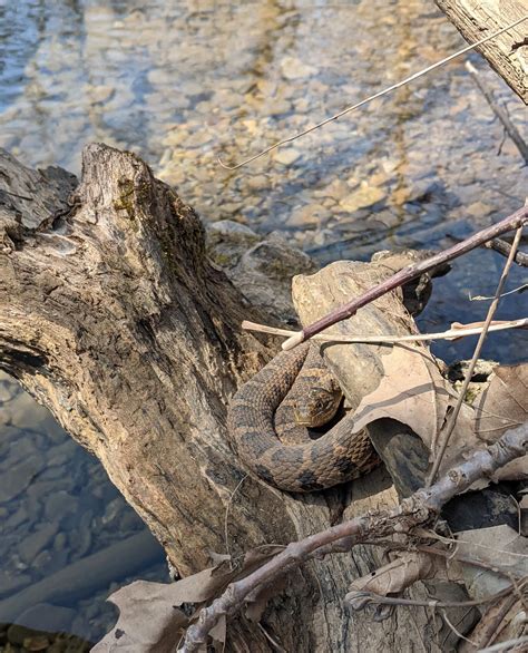 Banded Water Snake at Sherwood Oaks Park : r/bloomington