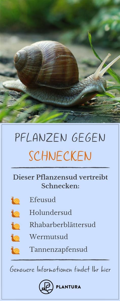 Pflanzen Gegen Schnecken Was Hilft Wirklich Plantura Pflanzen