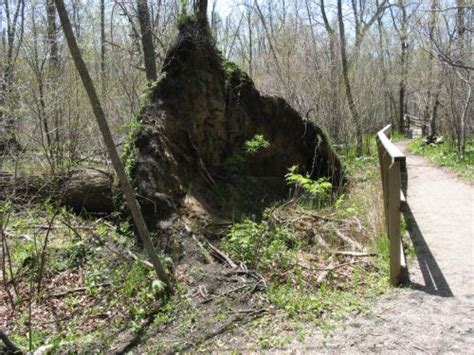 Shelters From Fallen Trees