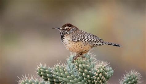 Arizona State Bird: Pictures, and Fun Facts I TheBirdPedia