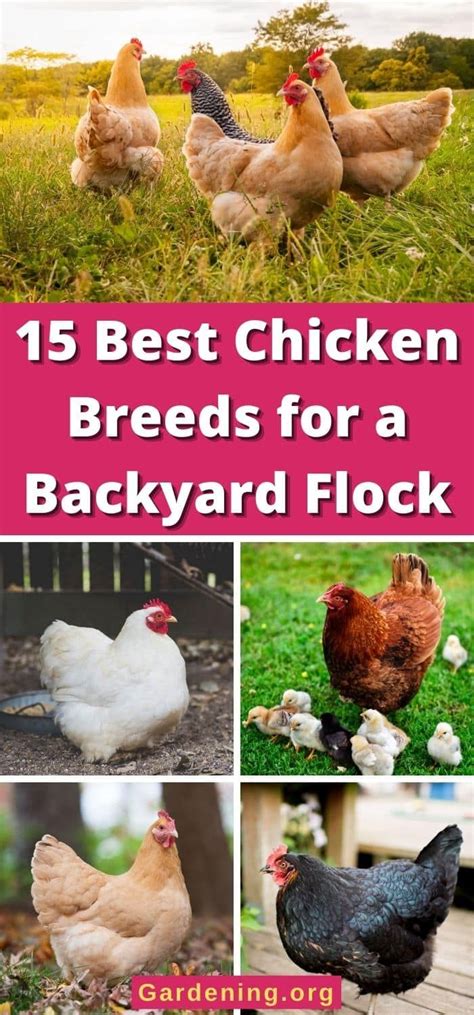 15 Best Chicken Breeds For A Backyard Flock In 2023 Backyard Flocks