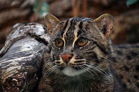 Combat For Survival In Cambodia The Case Of The Fishing Cat Worldatlas