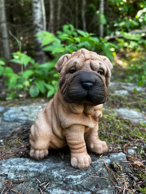 Shar Pei Lab Mix Puppies For Sale Tranetbiologiaufrjbr