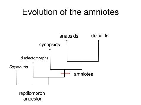 Amniote Paleobiology Perspectives On The Evolution Of Mammals Birds And Reptiles 11