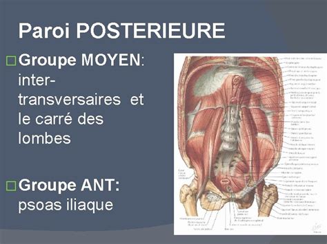 La Cavite Abdominale Et Ses Parois Plan Du