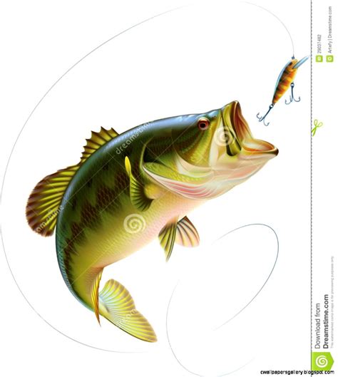 Largemouth Bass Drawing Color Wallpapers Gallery Images And Photos Finder