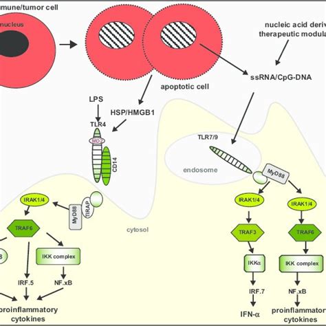 HMGB1 High Mobility Group 1 HSP Heat Shock Protein RNA And DNA