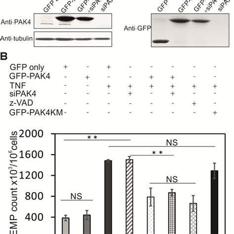 PAK4 Inhibition Sensitizes HUVECs To TNFinduced EMP Release A