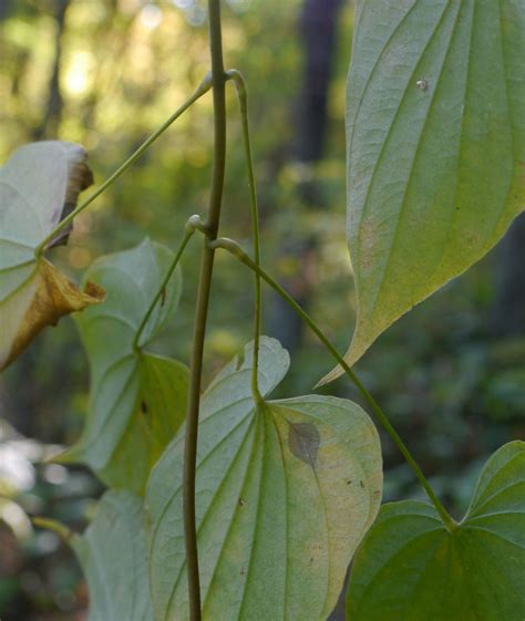 Wild Yam Dioscorea Villosa Identify That Plant