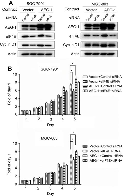 Knockdown Of Eif4e Expression Partially Abrogated The Aeg 1 Induced