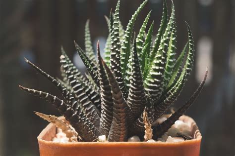 Plantas Que Não Precisam De Sol - Plantas que não precisam de sol: saiba quais são e como cuidar