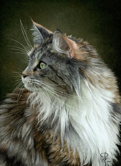 Maine Coon By Dom2691 On Deviantart