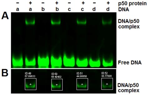 Detection of the DNA binding affinities of the NF κB p50 homodimer to