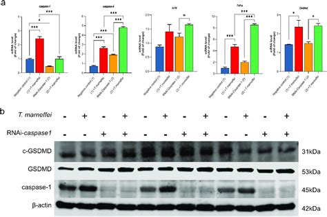 The Expression Level Of Pyroptosis Associated Factors After Inhibiting