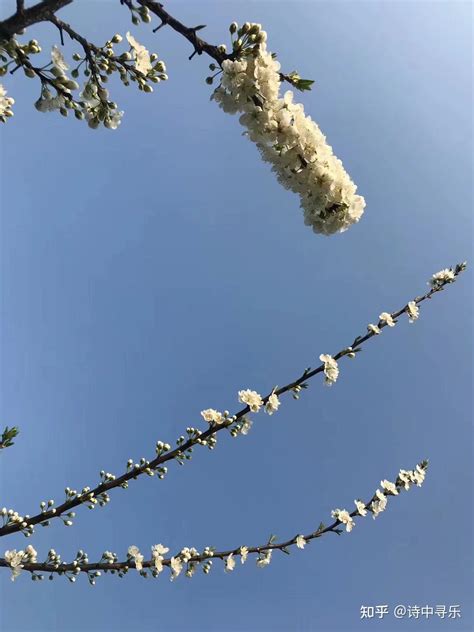 春日赏花：李花怒放一树白 知乎