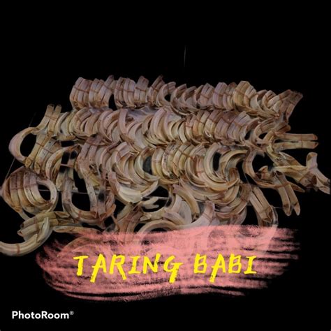 Jual Biji Taring Babi Original Taring Babi Hutan Murah Shopee