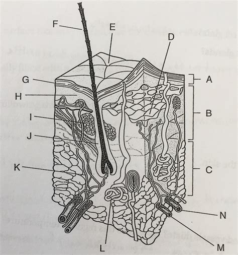 Label Skin Diagram Diagram Quizlet