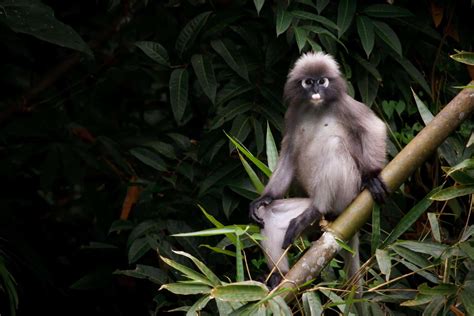 Spectacled Langur Khao Sok National Park Thailand