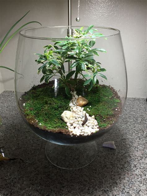 Bonsai Terrarium Bonsai Terrarium Terrarium Air Plants