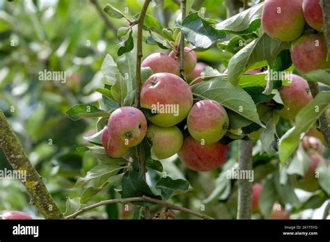 Malus Domestica Borkh Rosy Red Apples Growing On A Tree Stock Photo Alamy