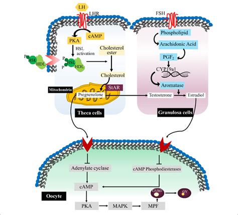 Lipid Signaling Pathways During Oocyte Maturation The Flow Chart Download Scientific Diagram