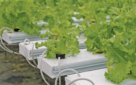 The Complete Guide To Hydroponic Growing Systems Choosing The Right