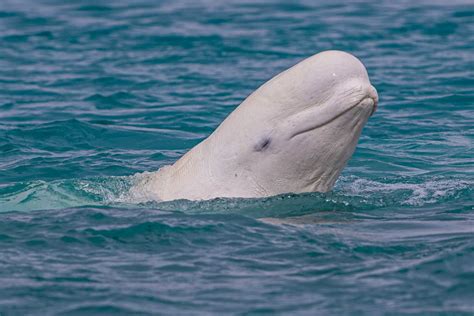 Beluga Whale Watching On Somerset Island Kated