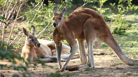 Australie les kangourous font polémiques Le chasseur français