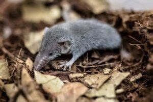 14 Etruscan Shrew Facts - Fact Animal