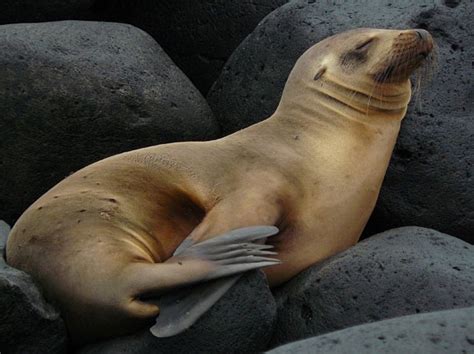 LOBO MARINO SUDAMERICANO Notitodo