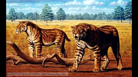 Saber Tooth Tiger Machairodontinae Prehistoric Big Cats Video Dailymotion