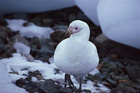 10 Carrion Birds That Eat Dead Animals - A-Z Animals