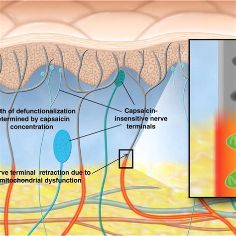 Activation Of Trpv1 By Capsaicin Results In Sensory Neuronal