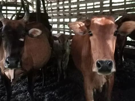 Penjelasan Hukum Qurban Jenis Hewan Dan Keutamaan Berqurban Di Hari