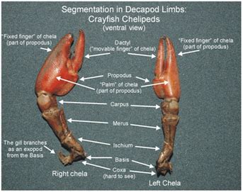 Claws: Geometry Function & Mechanism - Life Adoption: CRAB Biomimicry