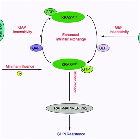 Resistance Mechanism Of KRAS Q61H Mutation To SHP2 Inhibition