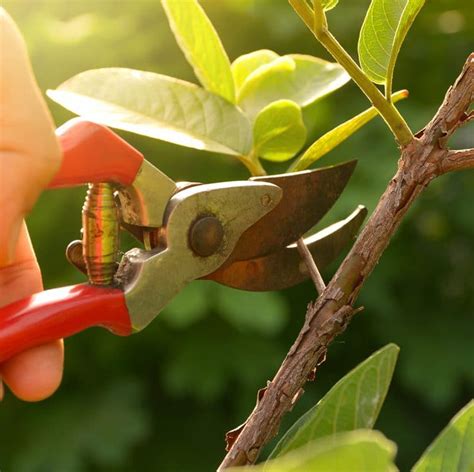 Proper Tree Pruning Elite Tree Care