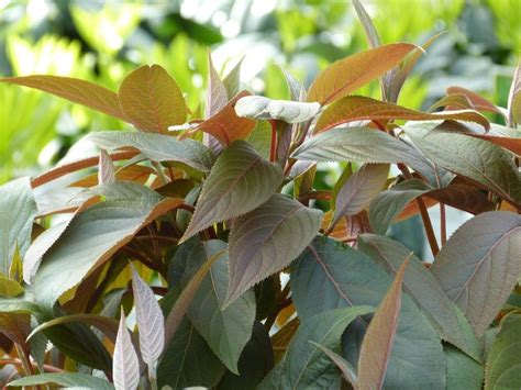 Hydrangea Aspera Hot Chocolate R Rauhe Hortensie H U Ermann