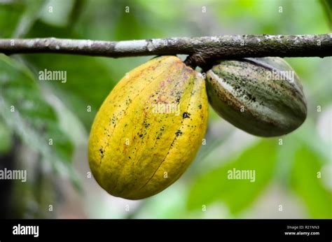 Cocoa Plants Hi Res Stock Photography And Images Alamy