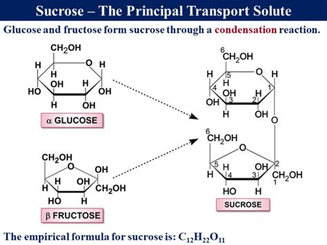 Bio2.15b Translocation | Teaching Resources