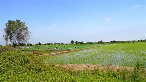 La Salinidad Del Suelo En El Desarrollo Del Cultivo De Arroz