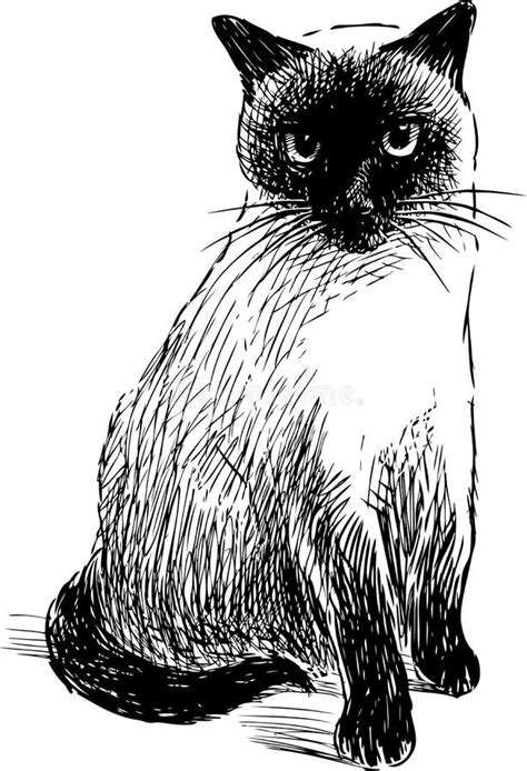 Un Riposo Domestico Del Gatto Siamese Illustrazione Vettoriale - Illustrazione di illustrazione ...