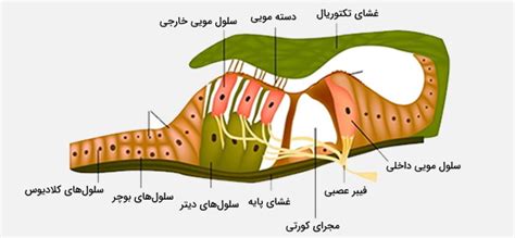 گوش انسان — آناتومی، ساختار، عمکرد و اجزا به زبان ساده فرادرس مجله‌