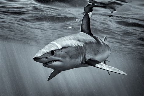 Mako Shark Art Black And White Photo George Karbus Photography