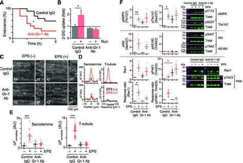 Lower Endurance Impaired Glucose Uptake With Compromised GLUT4