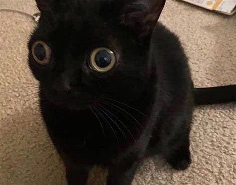 A Black Cat Sitting On The Floor Looking At The Camera With Big Eyes