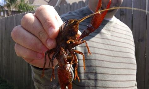 Do Crayfish Pee And Poop Crayfish Which Are Also Known As By Dm