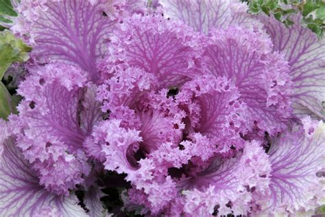 Brassica Oleracea Capitata Group Bbc Gardeners World Magazine